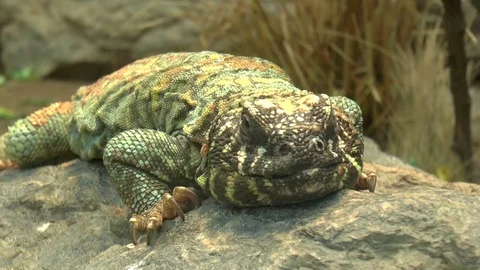 Ornate Uromastyx Lizard Close Up Stock Footage 77208396