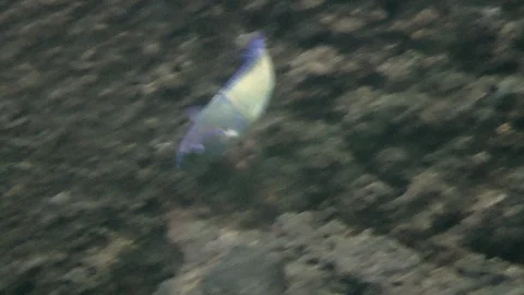 Ornate Wrasse Fish Stock Footage 127294784