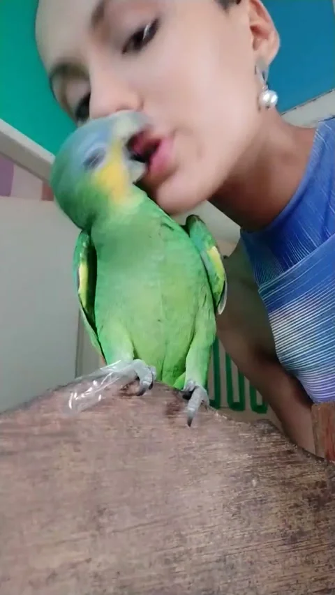 Ornery Parrot Chuckles after a Peck, Tucuruí, Pará, Brazil - 13 Sep 2019 Video stock 205332853