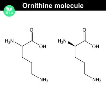 Ornithine molecular structure Stock Illustration