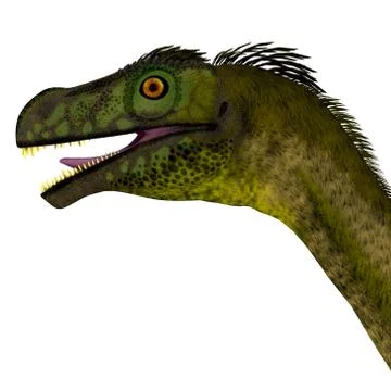 Ornitholestes Dinosaur Head Stock Illustration