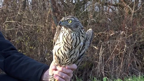 Ornithologist is holding wild recovered Northern goshawk before releasing Stock Footage