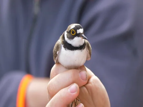 Ornithologist ringing little ringed plover (Charadrius dubius) Stock Footage 81195917