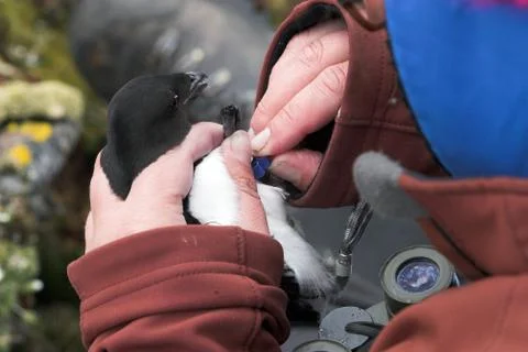 Ornithologist at work 写真素材