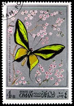 Ornithoptera Paradisea-Auriflua, serie, circa 1972 Stock Photos