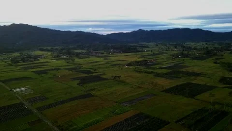 Oro - Oro Ombo, Rice Fields and Fields. Stock Footage 146051979