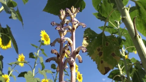 Orobanche (broomrape or broom-rape) (Orobanche cumana) parasite on sunflower  動画素材 113573944