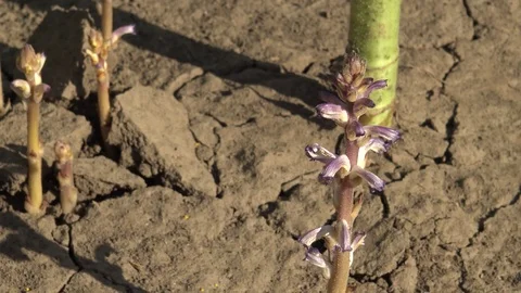 Orobanche (broomrape or broom-rape) (Orobanche cumana) parasite on sunflower  Stock-Footage 113573989