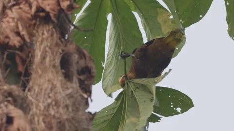 Oropendola gathering nest material Stock Footage 242350772
