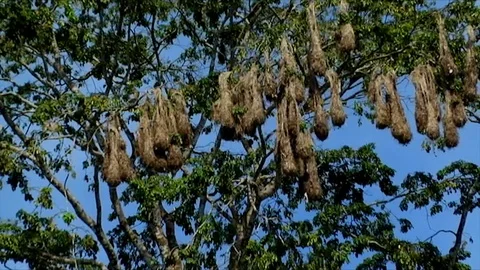 Oropendola nests in Costa Rica Stock Footage