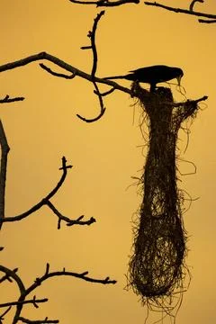 Oropendola or Conoto bird building a nest on a tree branch at sunset. Фото