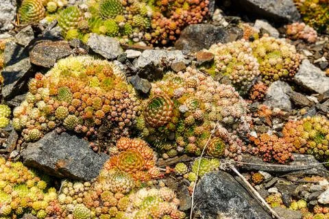 Orostachys spinosa Stock Photos