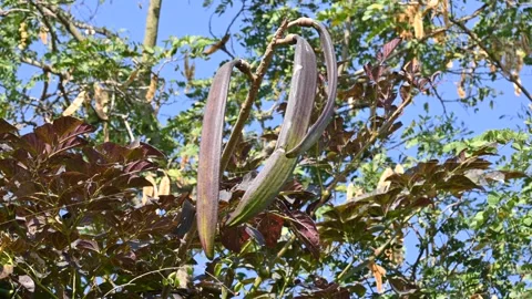 Oroxylum indicum tree fruits. Stock Footage 303812591