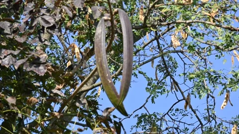 Oroxylum indicum tree fruits. Stock-Footage 303812691