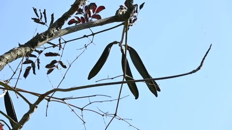 Oroxylum indicum tree fruits. Stock-Footage 303812778