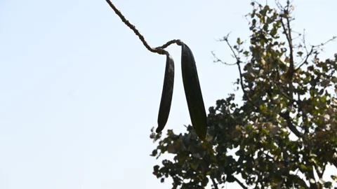 Oroxylum indicum tree fruits. Video stock 303812864