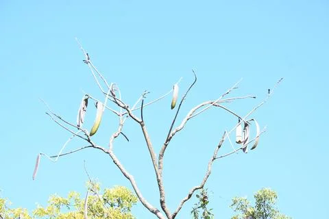 Oroxylum indicum tree fruits.  Stock Photos