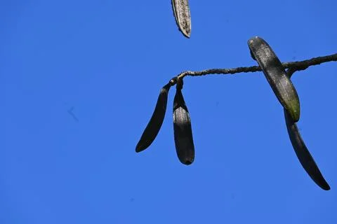 Oroxylum indicum tree fruits.  Stock Photos