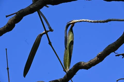 Oroxylum indicum tree fruits.  Stock Photos