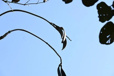 Oroxylum indicum tree fruits.  Stock Photos