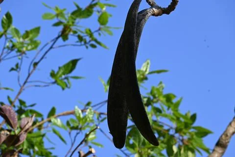 Oroxylum indicum tree fruits.  Stock Photos