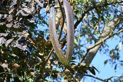 Oroxylum indicum tree fruits.  Stock Photos