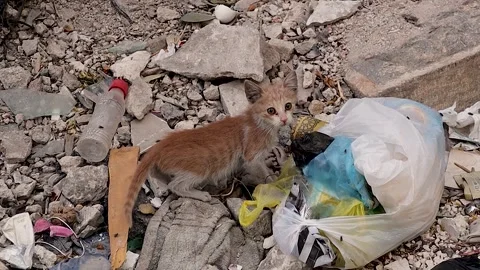 Orphan kitten eating from trash in war ruins, hiding inside destroyed building Stock Footage 317624705