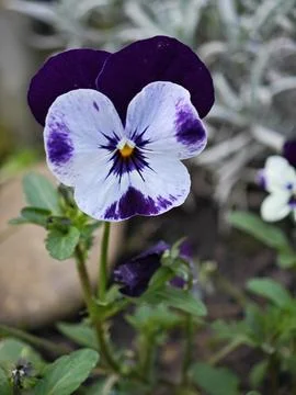 Orphan viola Stock Photos