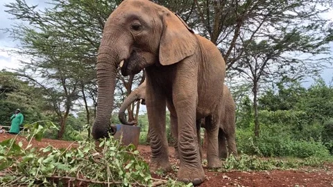 Orphaned Baby Elephants Being Fed at Sheldrick Wildlife Trust in Nairobi, Kenya Vídeo Stock 340212248