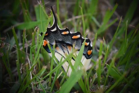Orphaned Butterfly Wing Stock Photos