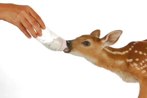 Orphaned fawn Foto stock