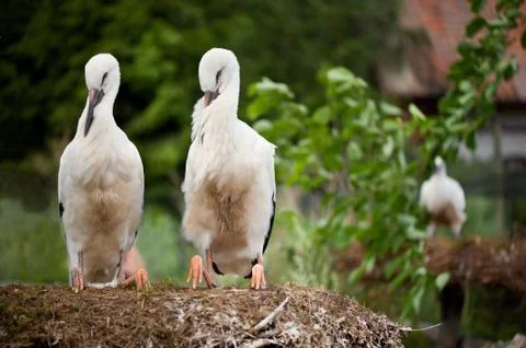 Orphaned two White Storks or Ciconia ciconia Stock Photos