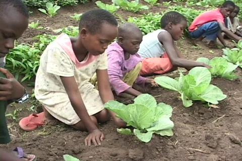 Orphans learn agricultural skills as part of their program. Stock Footage