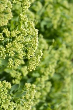 Orpine Stock Photos