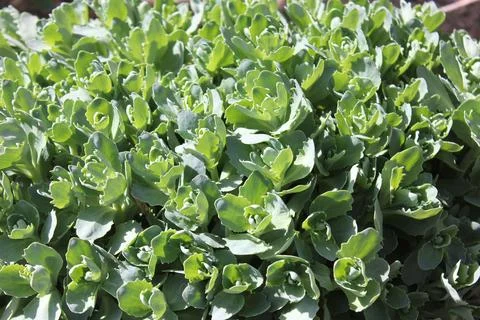 Orpine 库存照片