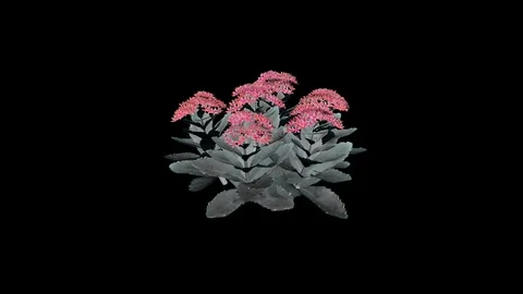 Orpine red Grouped Flowers Stock Footage 88435968