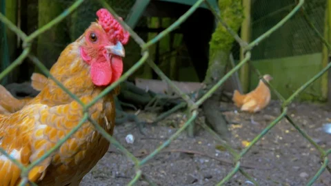 Orpington Chicken in coop (Close up) Stock Footage 114671663