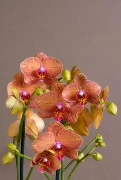 Orquidea brown background with space for text Foto stock