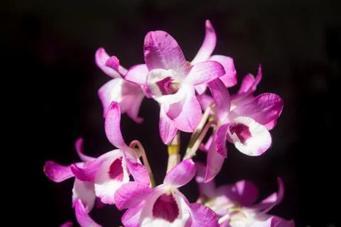 Orquídea Foto stock