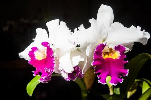 Orquídea Stock Photos