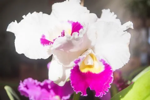 Orquídea Stock Photos