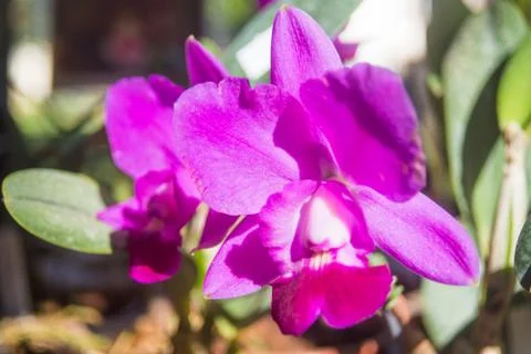 Orquídea 写真素材