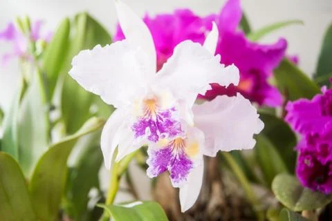 Orquídea Stock Photos