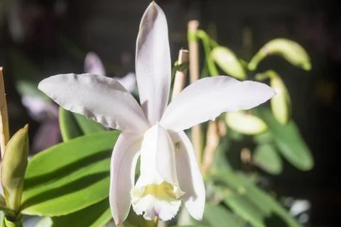 Orquídea Stock Photos