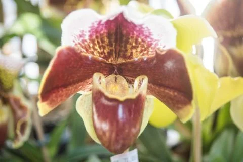 Orquídea Stock Photos