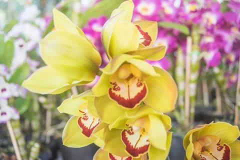 Orquídea Stock Photos