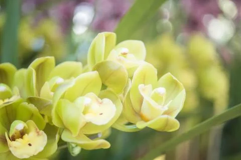 Orquídea Stock Photos