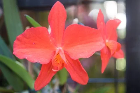 Orquídea 写真素材