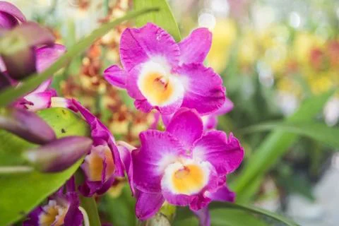 Orquídea Stock Photos