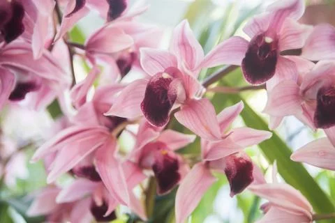 Orquídea Stock Photos